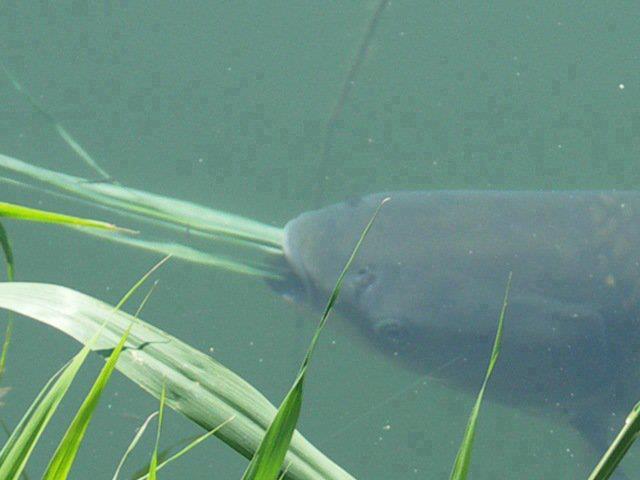  de pe net adunate - 4854282600005808105791763227245n.jpg